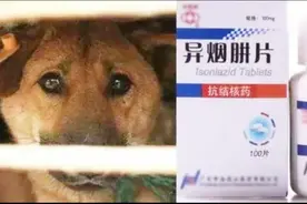 多个小区几十条宠物狗被毒死 一篇网文牵出“毒源”或是异烟肼视频封面