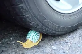 把蜗牛放到汽车轮下会怎样？碾压的瞬间，忍不住闭上了眼睛！视频封面