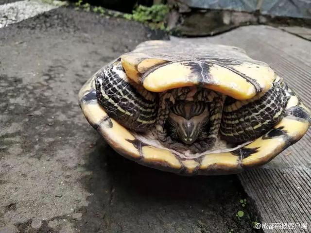 车顶砸出坑怎么办