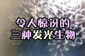 这三种会发光的生物，其中一个到了晚上围到一块，看起来超浪漫视频封面