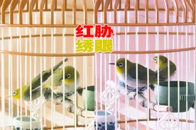 小伙从鸟市买回两只绣眼鸟，他说是一公一母，对吗？