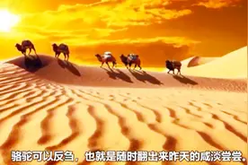 仙人掌全身是刺，為什麼駱駝吃不會被扎到嘴巴？今天可算知道了视频封面