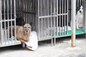 为什么德国街上几乎看不到流浪狗？流浪狗都在哪？看完总算明白了视频封面