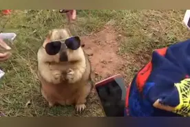 土拨鼠赶潮流，带着大墨镜神气十足，土拨鼠：谁把灯关了？视频封面