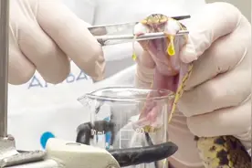 实拍提取蛇毒，一只蛇就弄出来这么多，这要是被咬一口可不得了