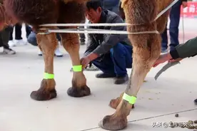 为了晚上不挨撞，内蒙给骆驼穿反光“背心”，会不会更易引来狼？图片
