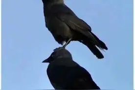 在北京，有多少被乌鸦击中的人想要精神赔偿？图片