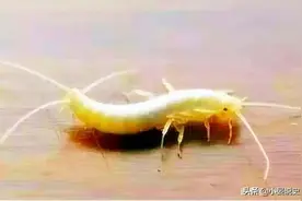 当年发掘雷峰塔地宫，据说金盒中有只白色蜈蚣，此事是否属实图片