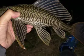 入侵物种之星：清道夫的钓与避，魔鬼的外表却是顶级食材图片