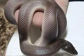 云南毒蛇简谱～铅色水蛇图片