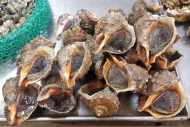 青岛常见食用海螺类图鉴图片
