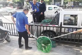 「十堰」茅箭抓捕52只流浪犬 劝导不文明养犬207人次图片