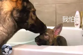 德牧生了个“独子”，把奶狗当宝一样，洗个澡还跟主人翻脸图片