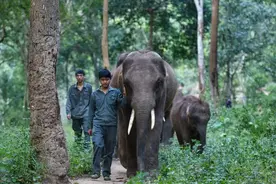 大象然然：断鼻家族有趣，我的“朋友圈”更有趣图片