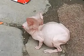 贪便宜买了只宠物兔，回来后一直掉毛，咨询兽医后：花钱买个教训图片