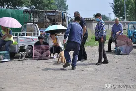 农村小哥哥卖“一窝”金毛，卖价太低无人买，一个原则难倒顾客图片