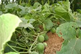 农村有一种迷你小瓜，农民见到就要除掉，却不知它的药用价值极高图片