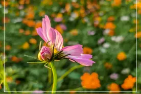 格桑花幸福圣洁的花（十五）图片