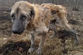 繁殖犬子宫脱落被丢弃，声带被割瘦到脱相，被救后需陪着才能入睡图片