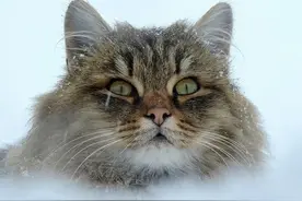 俄国农场的守护者竟然是一群西伯利亚猫？每天抓老鼠，保护鸡和兔图片