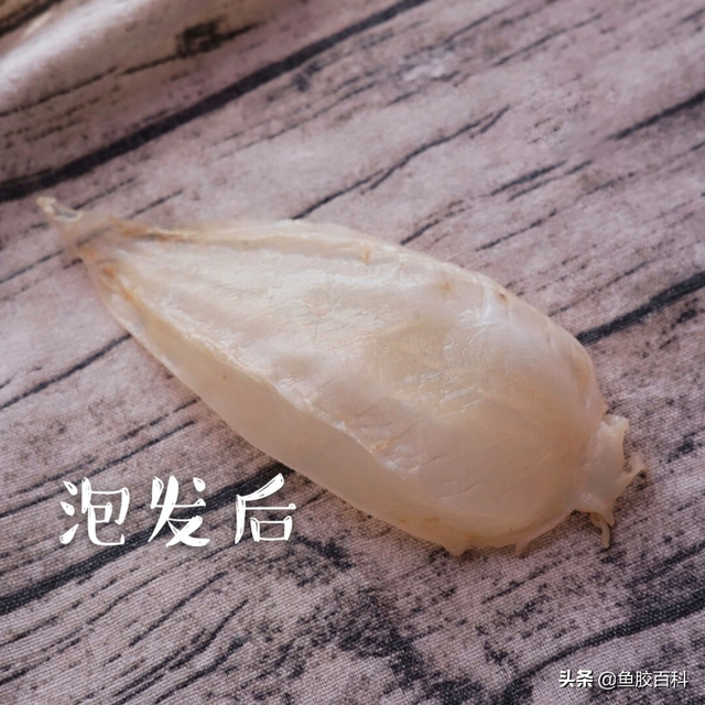 印尼的花胶好吗 2026年印尼花胶怎么样