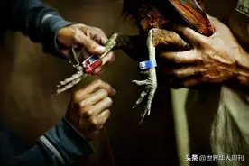 一名警官竟被一只公鸡杀死：菲律宾斗鸡，为啥这么凶残？图片