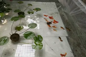 一米五的鱼缸8条鱼，八吨水的鱼池15条鱼，这个水质还整不好？图片