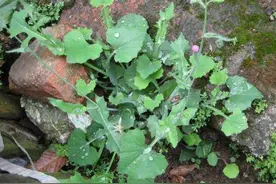 2种农村不起眼的野草，既是野菜，又是治病草药，不知道太可惜了图片