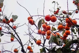 农村柿子红了没人摘，老人说“柿子树上一把刀”，啥意思？图片