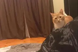 大橘站着睡觉被全网嘲笑，其实…挺心酸的图片