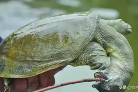 路口有农民工卖甲鱼，一只四五斤要600元贵吗，是野生的吗？图片