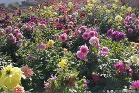 重阳节过后，这2种花要注意了，做好这些细节，越养开花越多图片