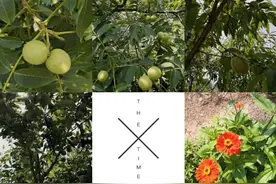 小时候想离开，长大后想追求的田园生活图片