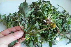 蒲公英可以直接晒干泡水喝吗？很多人不懂，还需要一步“杀青”图片