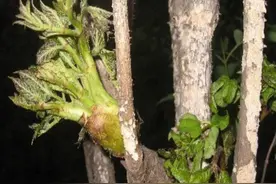 天下第一山珍——刺老芽图片