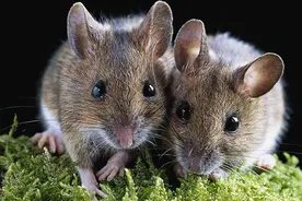 曾泛滥成灾的老鼠，为何在农村很少看见了？它们都跑到哪里去了图片