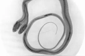 美国双头蛇吞老鼠：两个头各一只，只有一个身体，究竟听谁指挥？图片