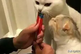 中国猫咪数量居世界第二，为什么越来越多的人喜欢养猫呢？图片