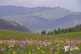 特克斯县打造体验+深度游4A级景区 5月山花铺满阿克塔斯草原图片