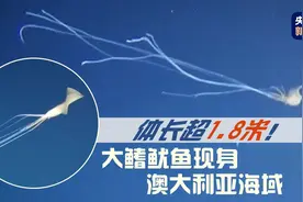 体长超1.8米！大鳍鱿鱼现身澳大利亚海域图片
