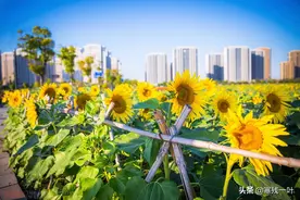 杭州又一网红打卡地，260亩超大面积向日葵花海，太美了就在城北图片