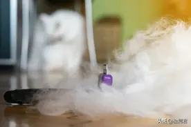 快分享：宠物掉毛严重的问题和办法找到了图片