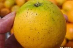 柑橘砂皮病（黑点病）的发病规律及综合防治图片