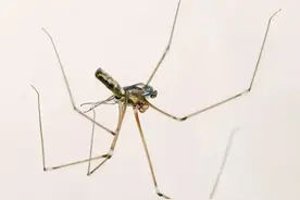 这种很多人小时候喜欢拿来拆腿玩的蜘蛛，在偷偷帮人类抵抗毒蜘蛛图片