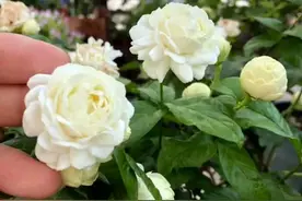 养了十几年的茉莉花老桩，今年为什么一直在干枯，新芽越来越少了图片