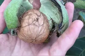 你会挑选核桃吗？图片