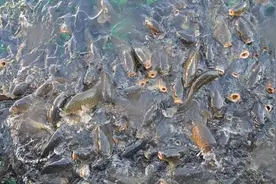 鱼类应激产生的三个原因及防控措施图片