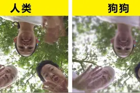 动物的眼中看见的世界是怎样的？这里有6种动物的视角模拟效果图片