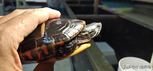 东锦的养殖方法和注意事项（新手养龟第一步了解龟的习性）
