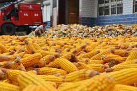 最新河北各市玉米价格，全国均价2775元/吨（附各市价格）图片